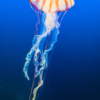 Coaching Mastery Tip 9 DepthOfExploration-FranFisherCoach